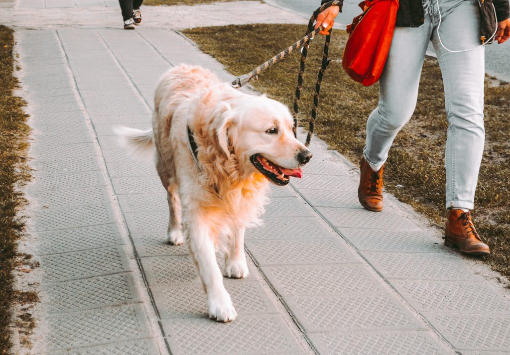 woman outside walking golden retriever dog on leash