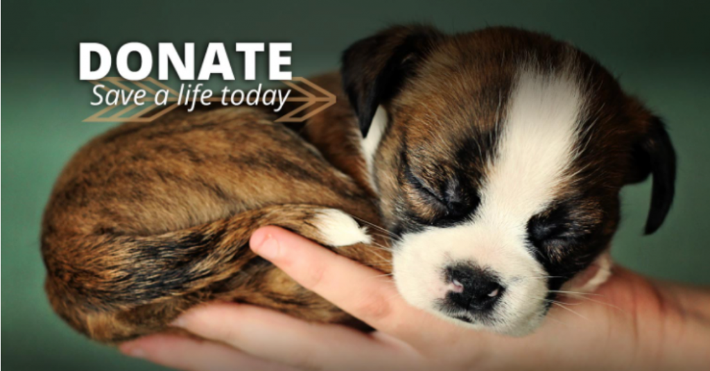 emotional display ad example of a hand holding a puppy with the words "donate and save a life today"