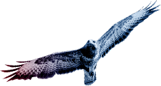 spread-eagle-img